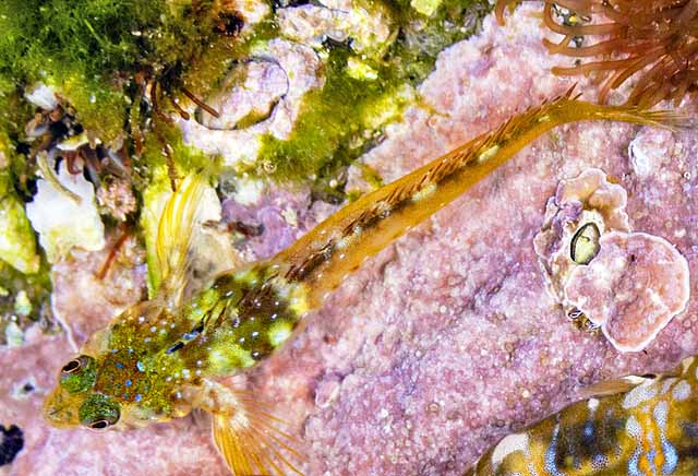 Coralliozetus micropes