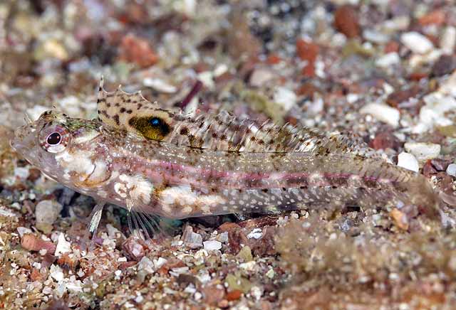 Emblemaria hypacanthus