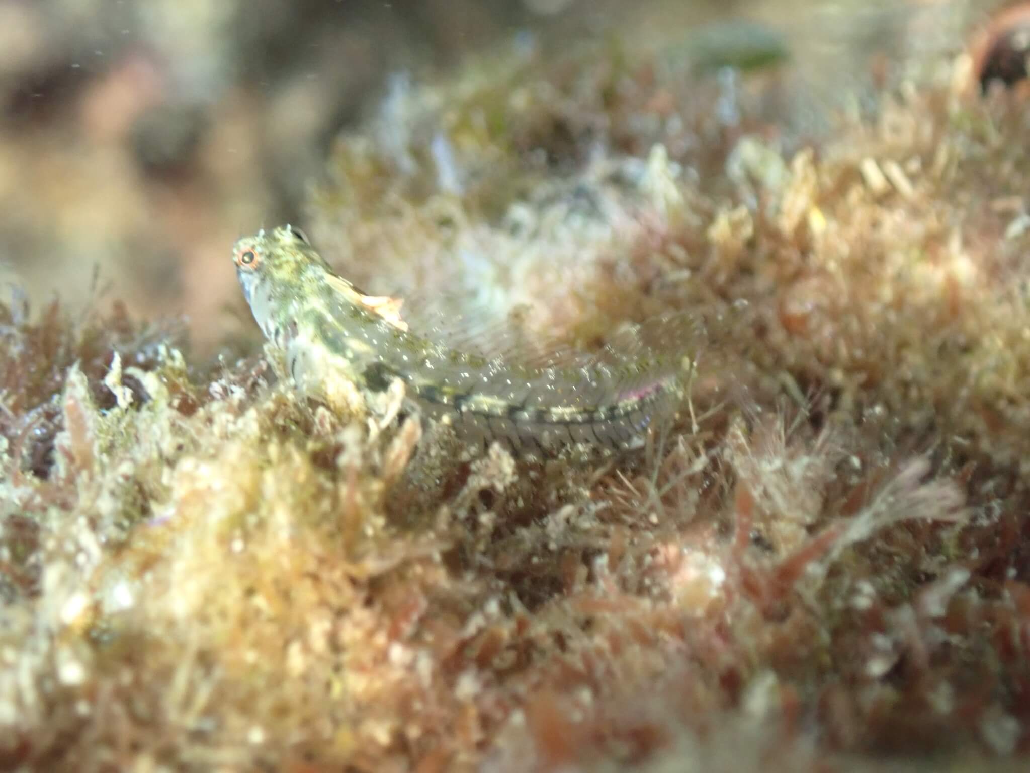 Emblemariopsis tayrona