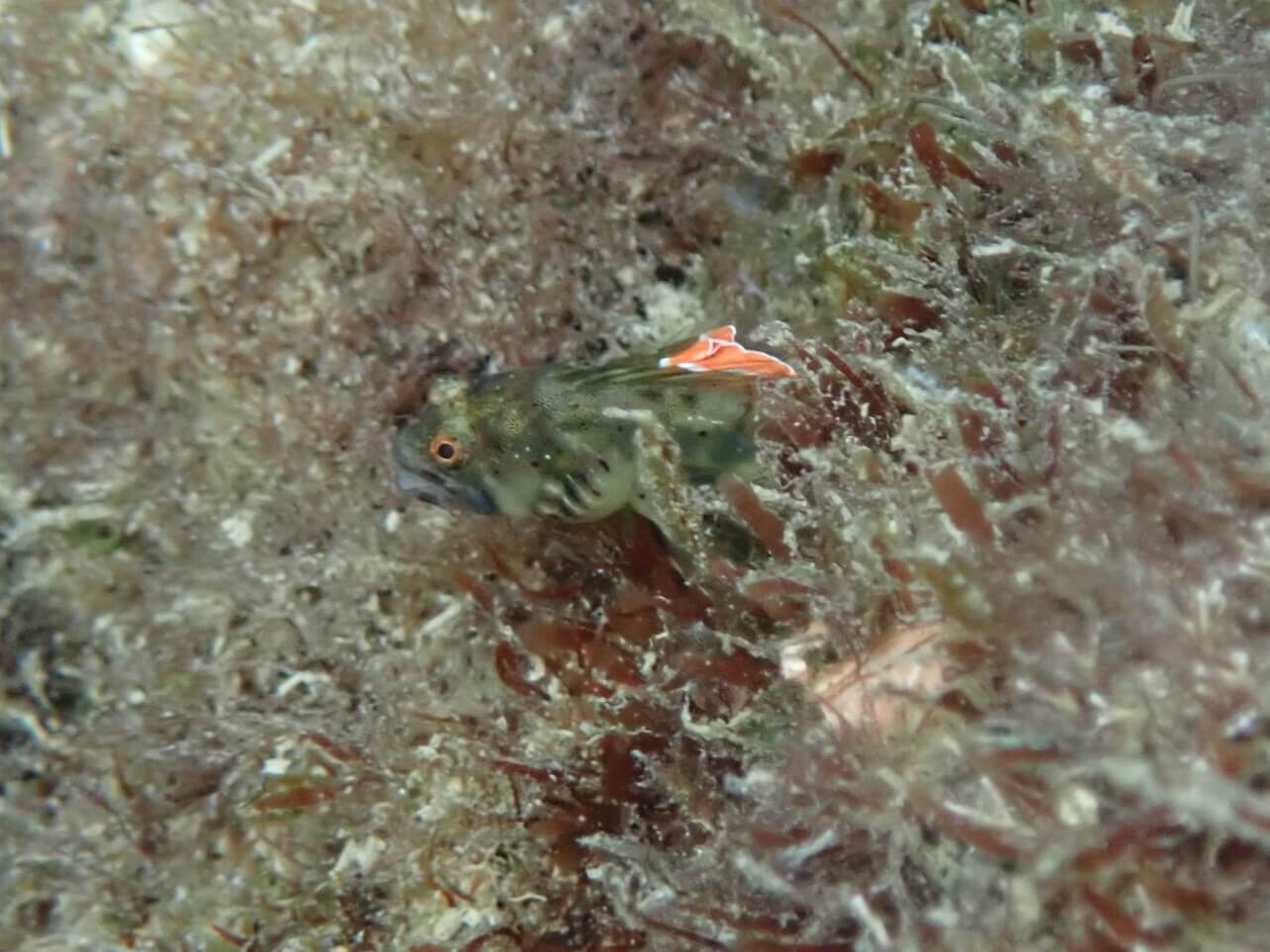 Emblemariopsis tayrona