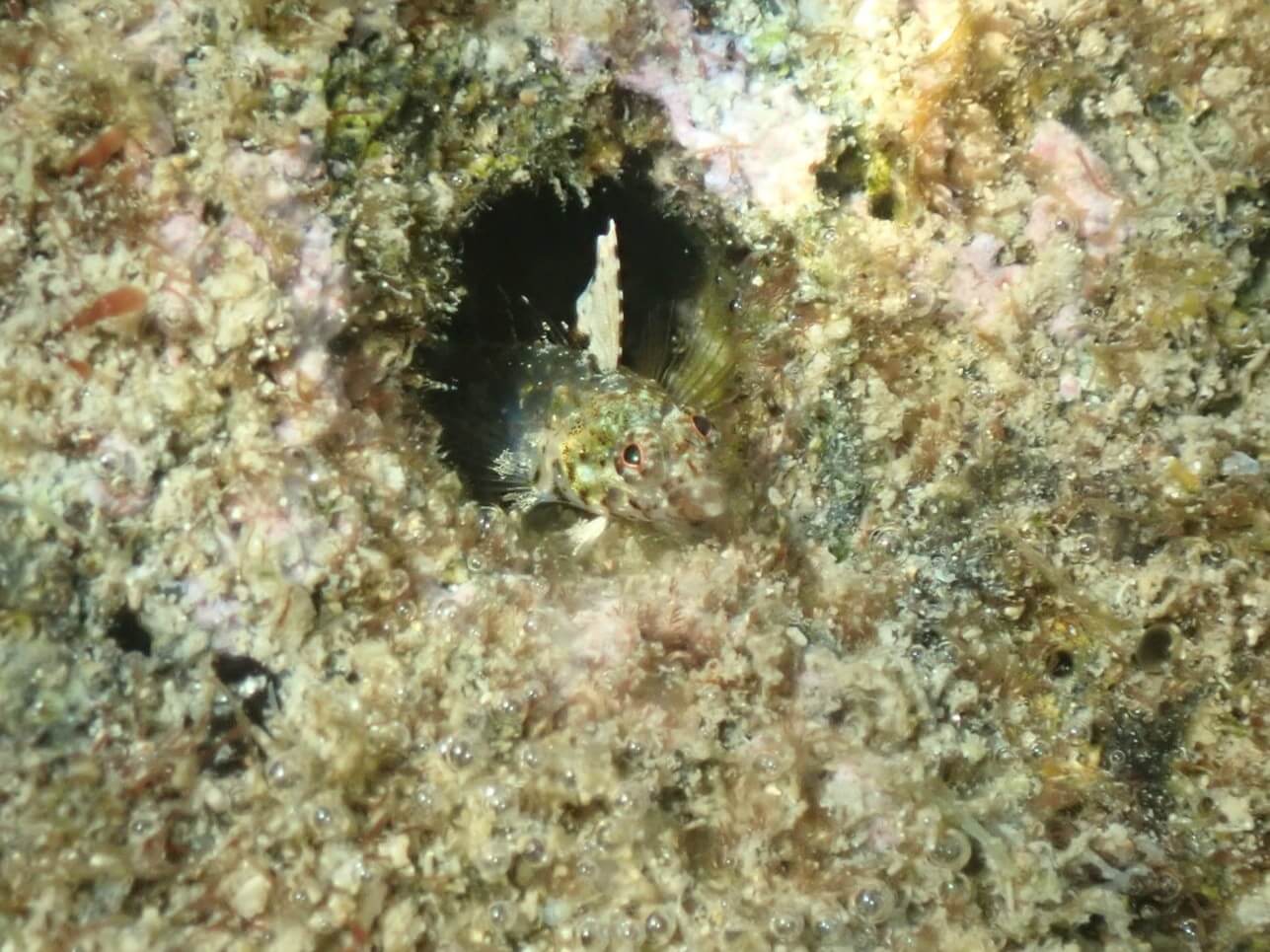 Emblemariopsis tayrona