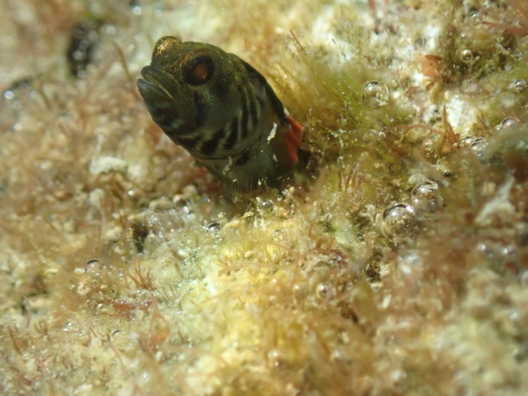 Emblemariopsis tayrona