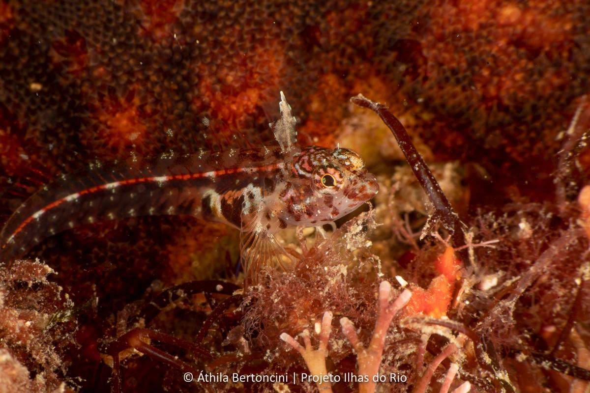 Emblemariopsis signifer