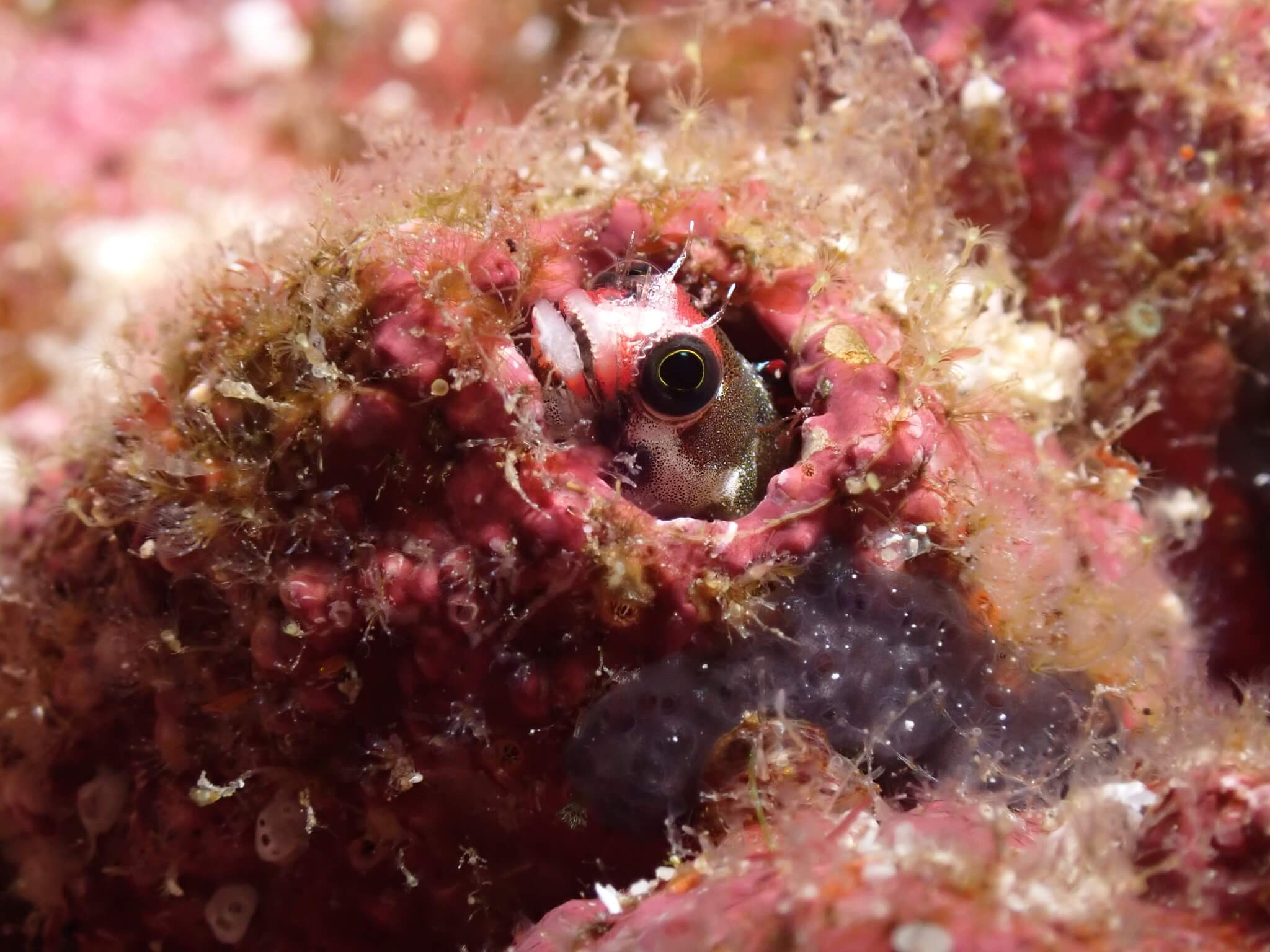 Acanthemblemaria atrata