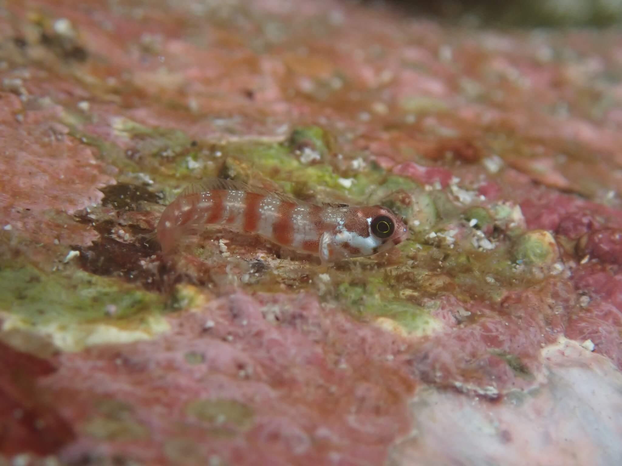 Acanthemblemaria atrata