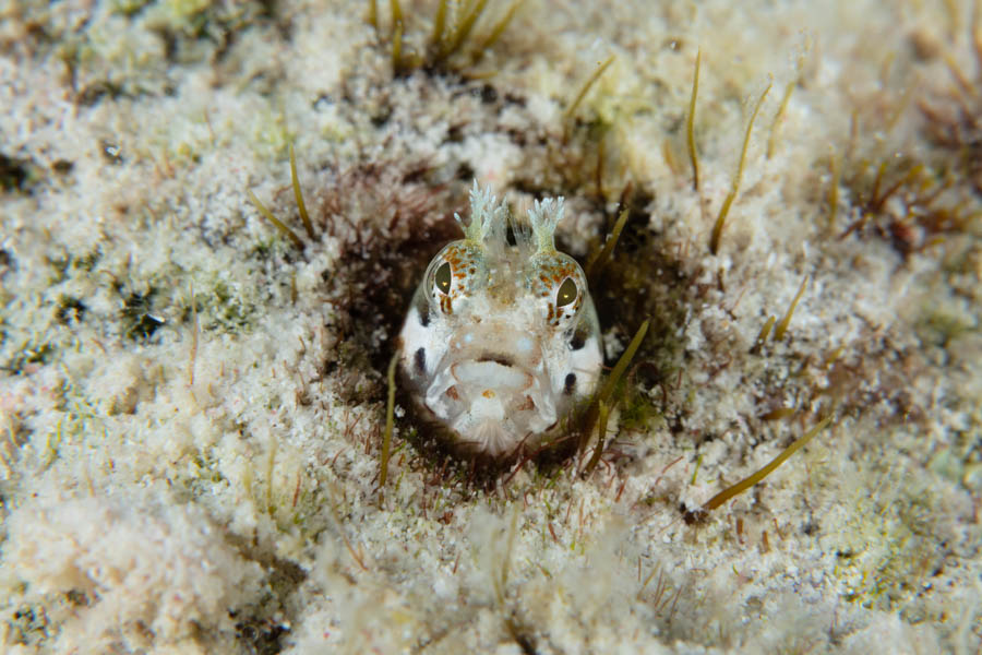 Acanthemblemaria medusa