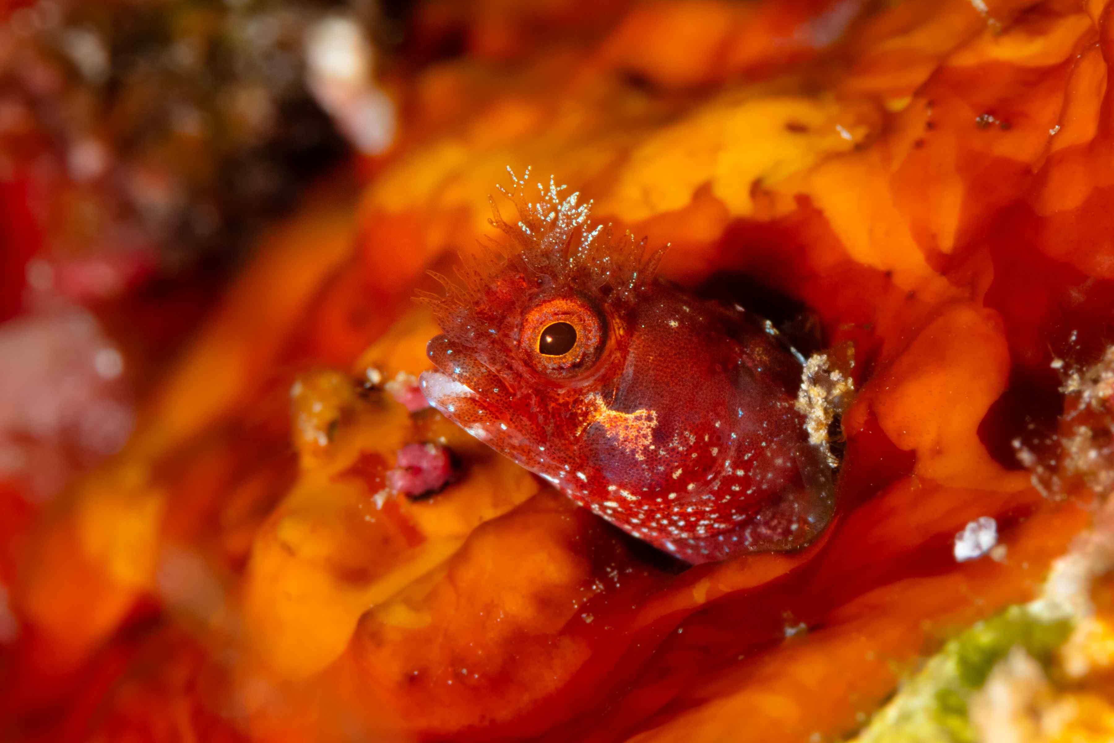 Acanthemblemaria medusa