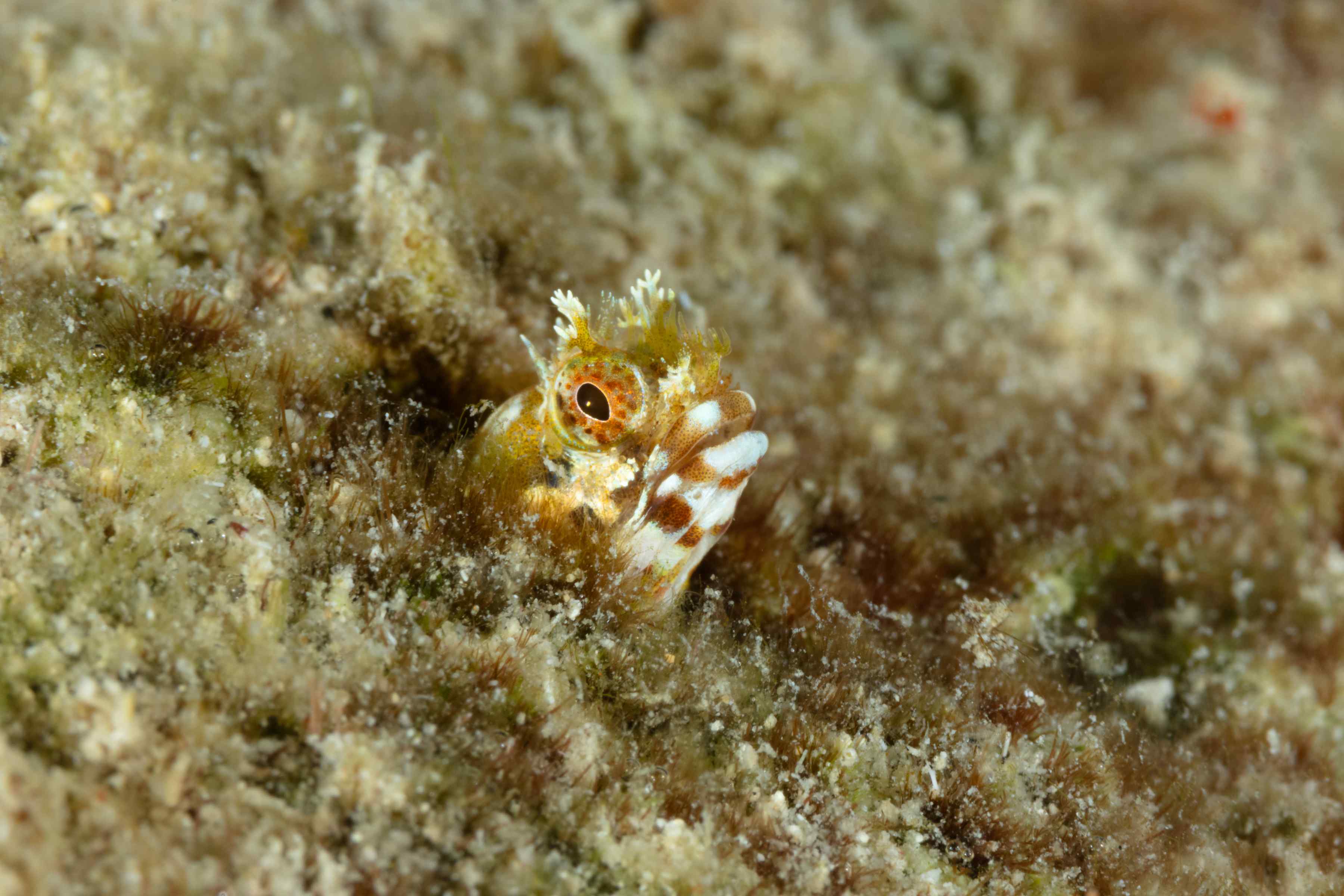 Acanthemblemaria medusa