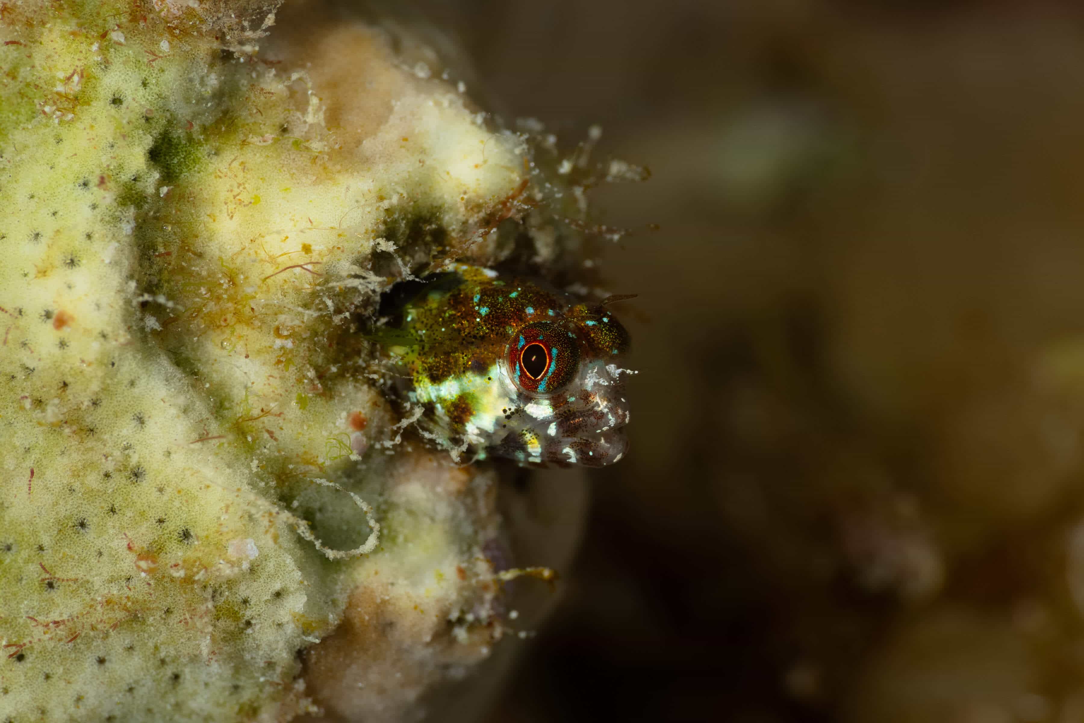 Coralliozetus cardonae