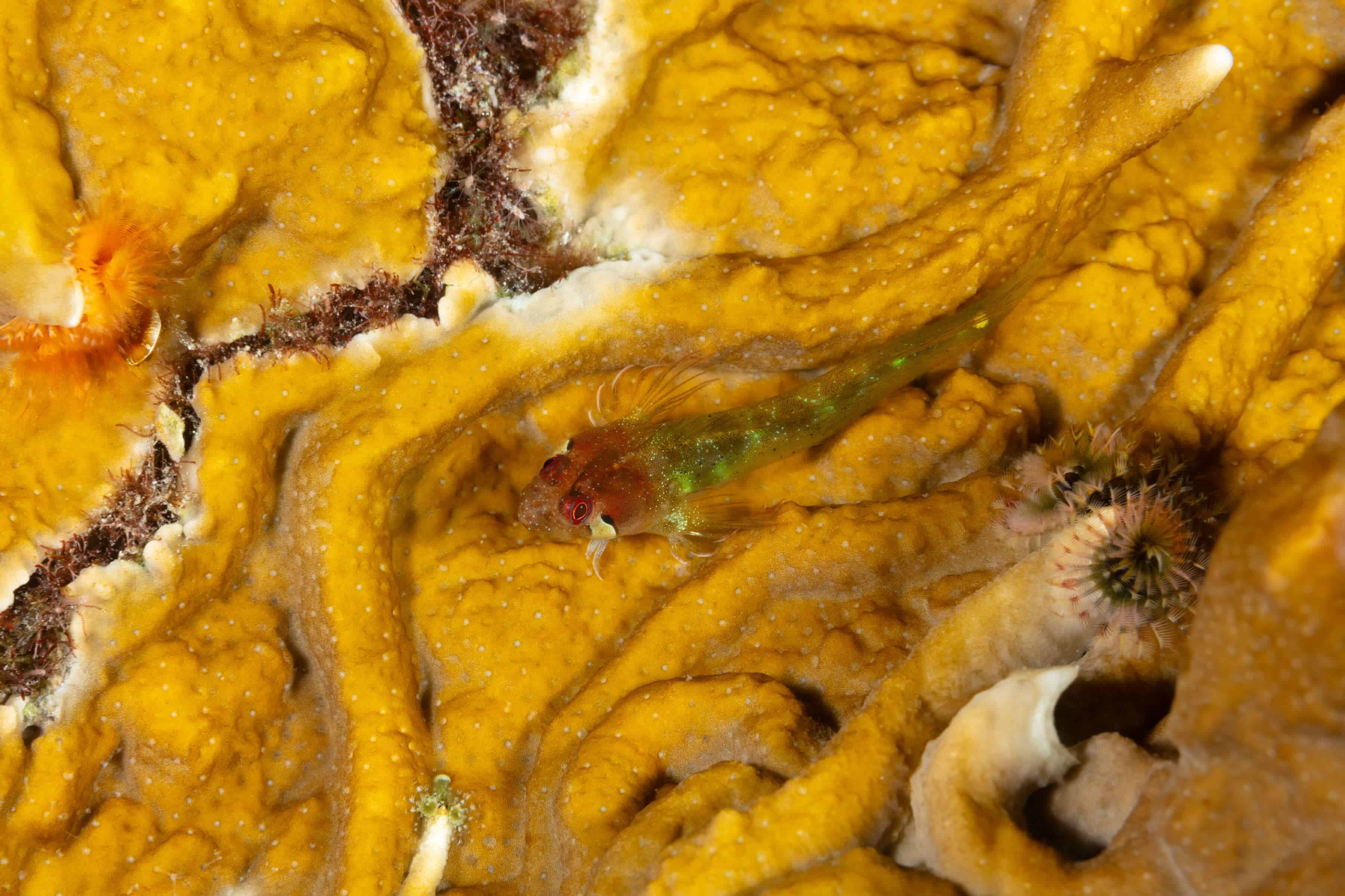 Coralliozetus cardonae