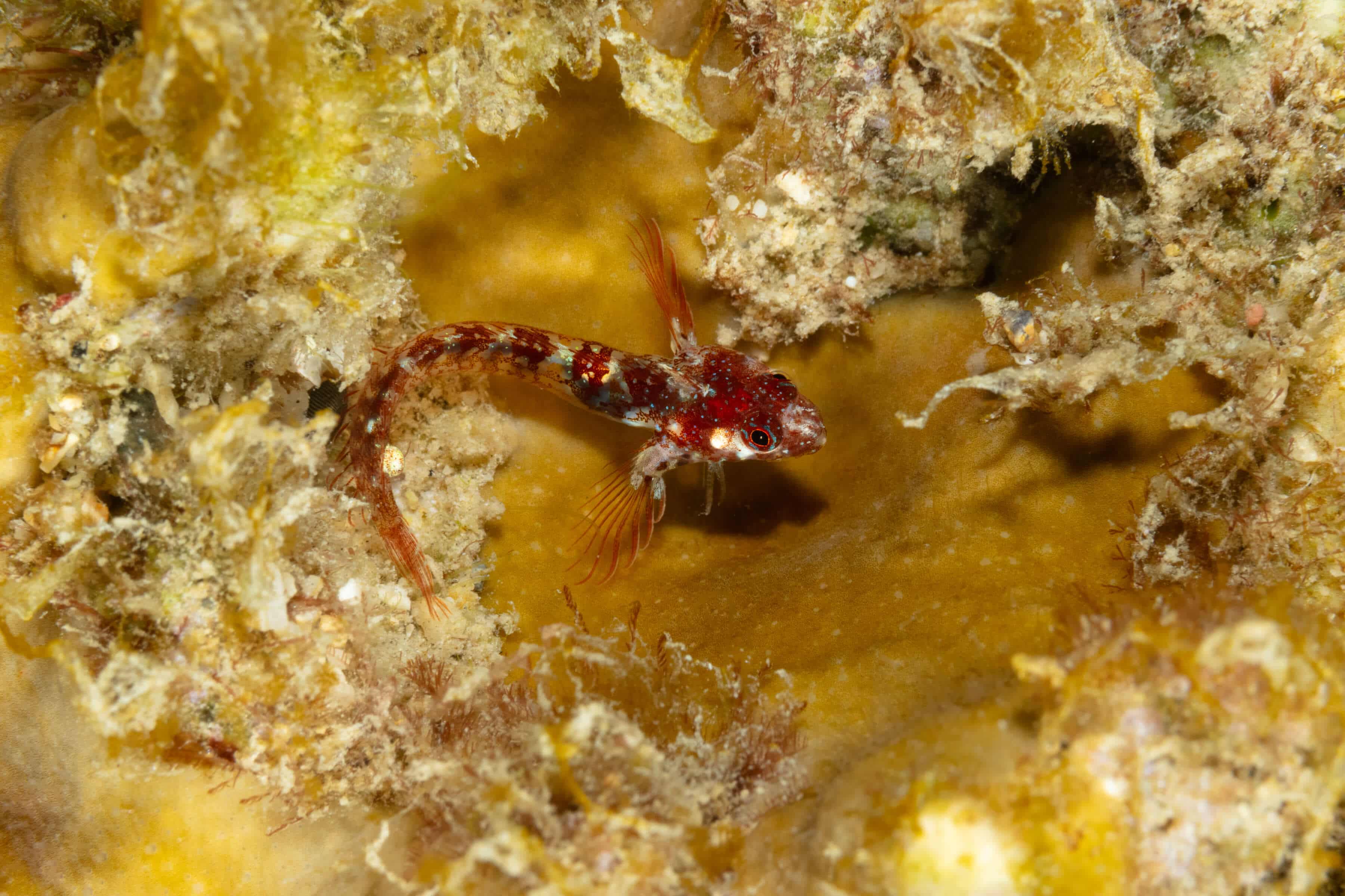 Coralliozetus cardonae