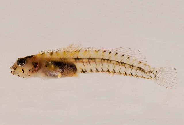 Emblemariopsis pricei