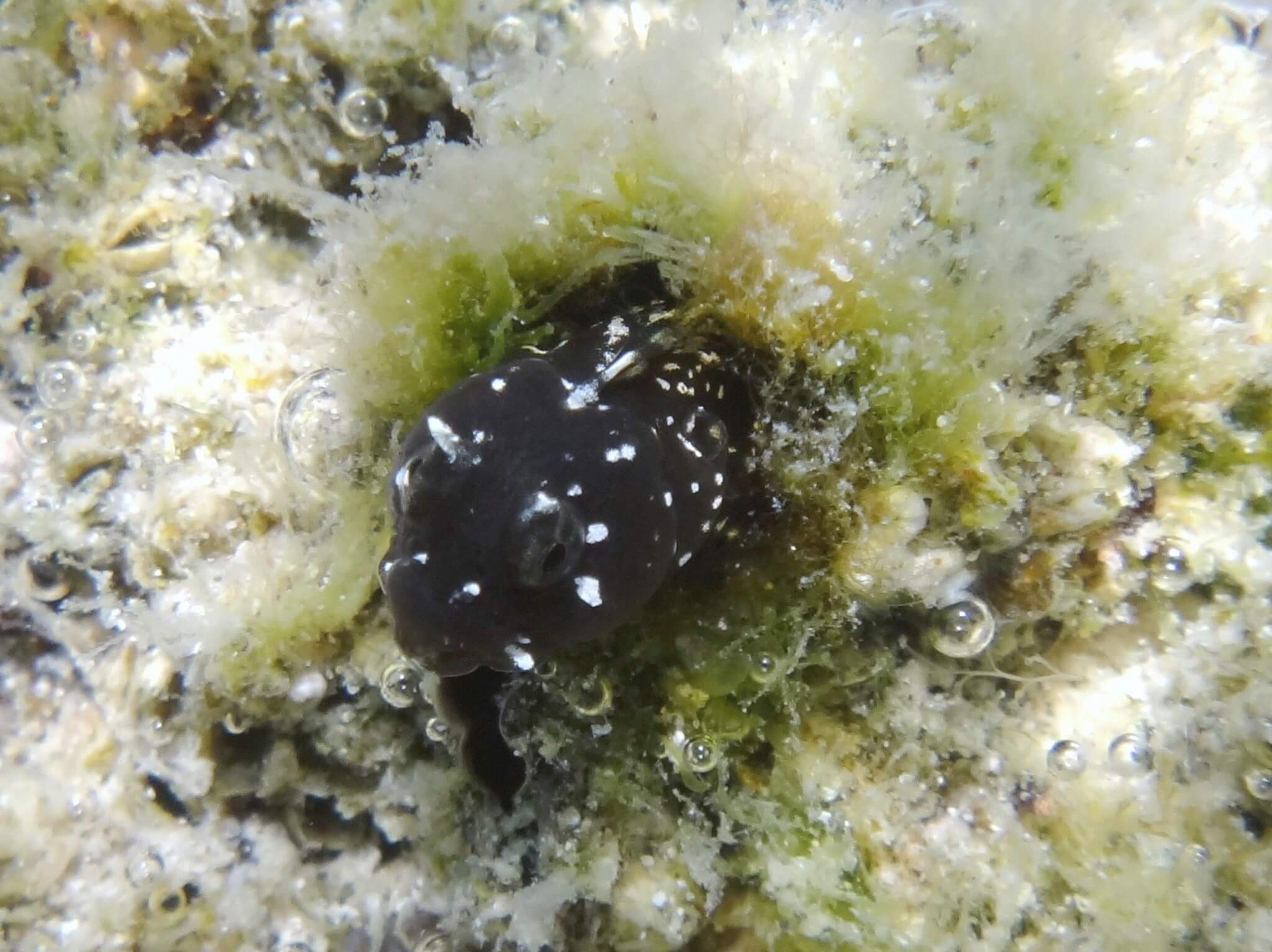 Coralliozetus rosenblatti