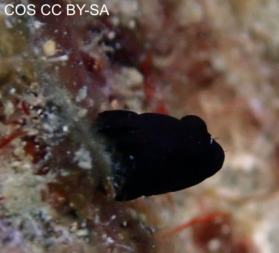 Emblemariopsis diaphana