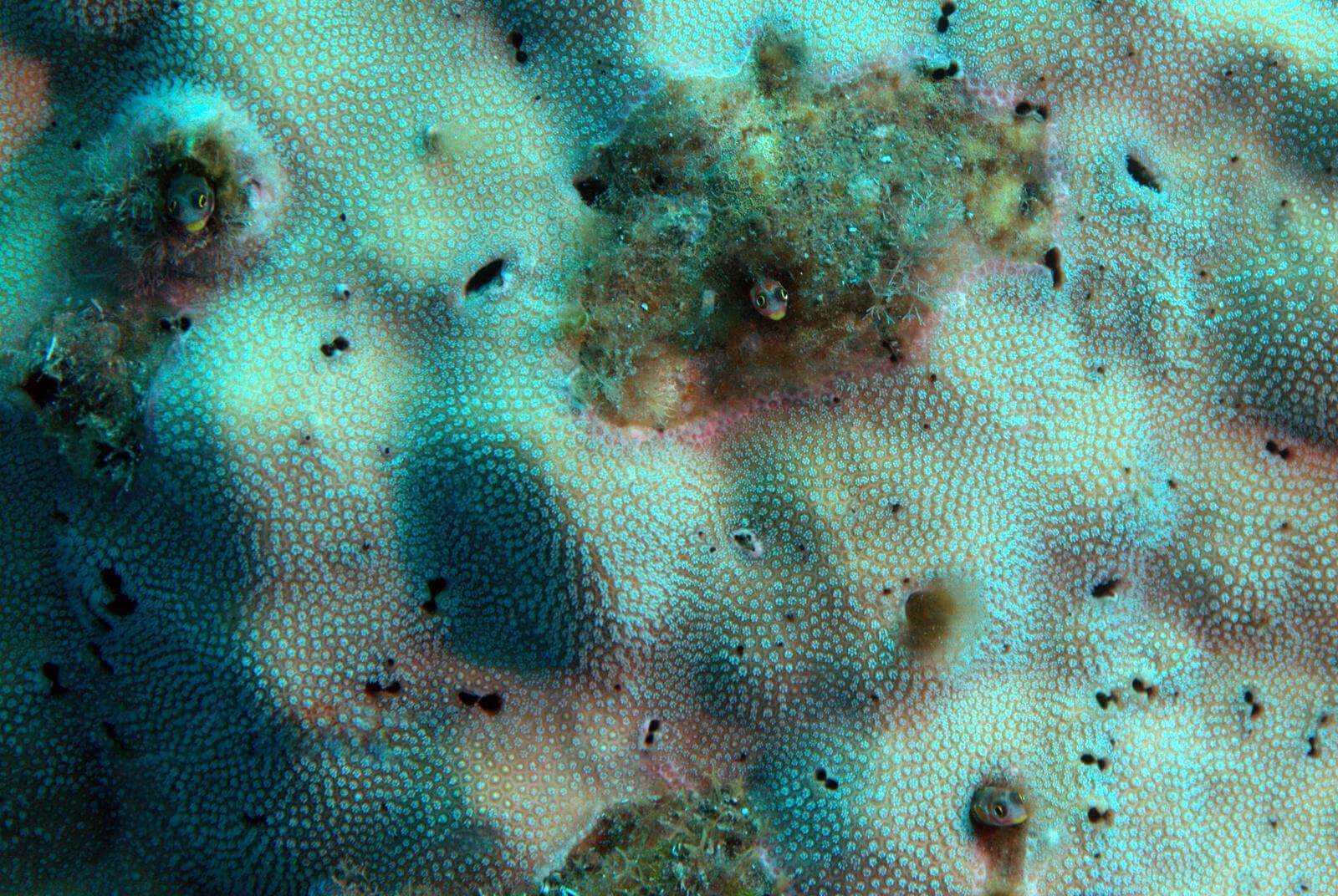 Acanthemblemaria mangognatha