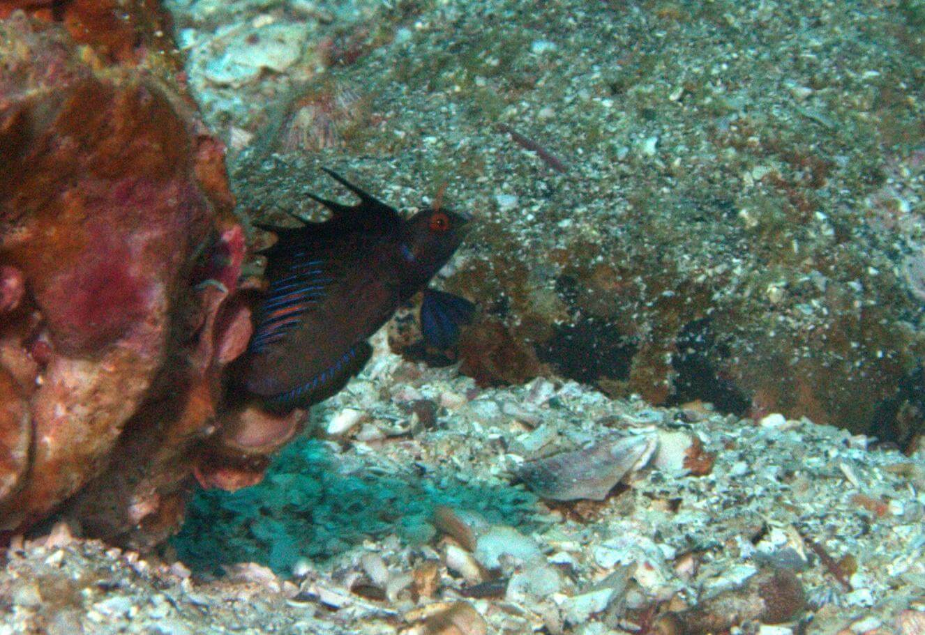 Emblemaria hypacanthus