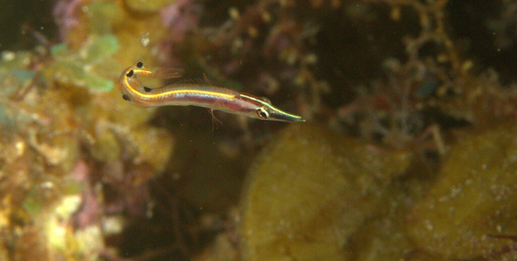 Lucayablennius zingaro