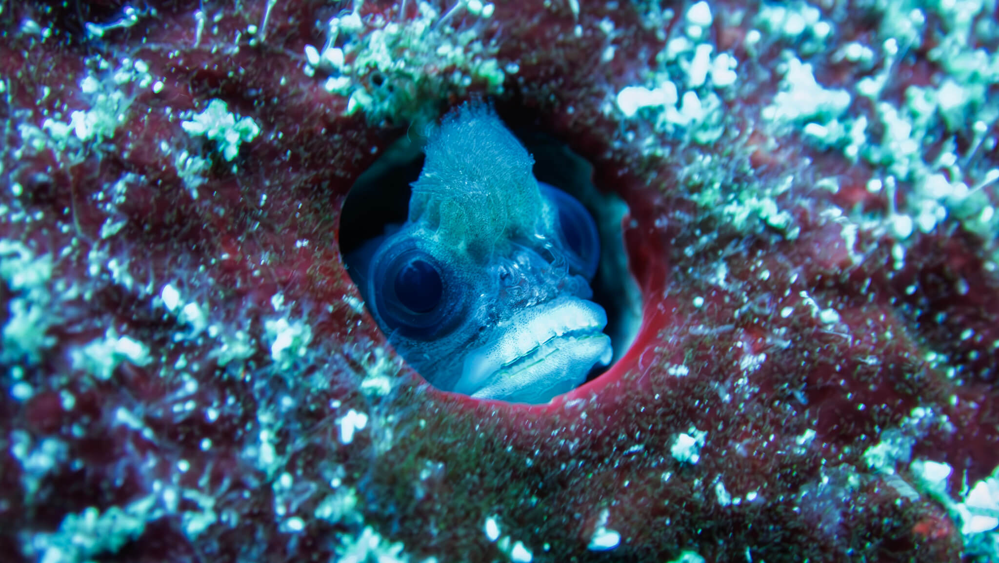 Mccoskerichthys sandae