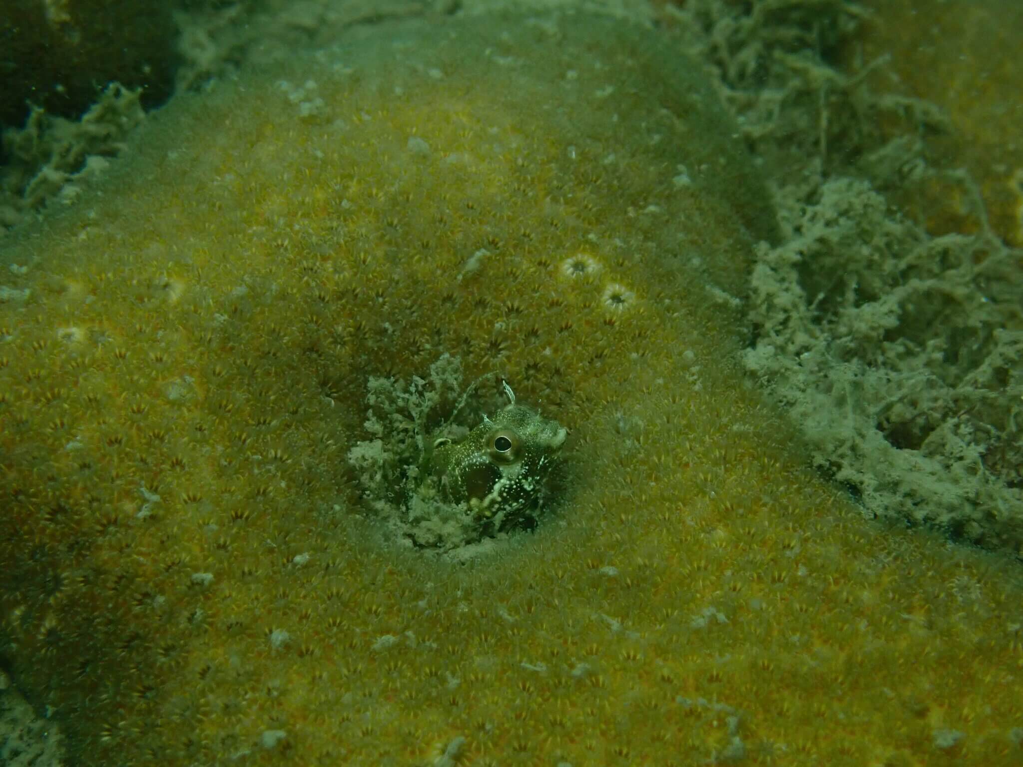 Acanthemblemaria betinensis