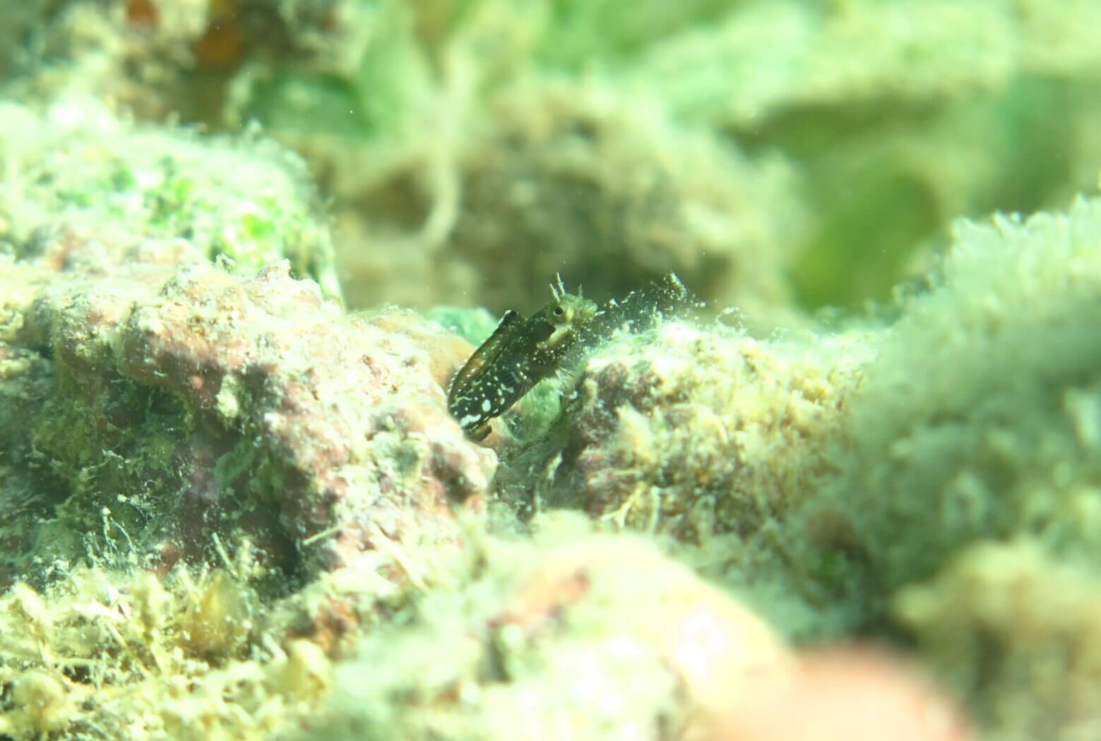 Acanthemblemaria betinensis