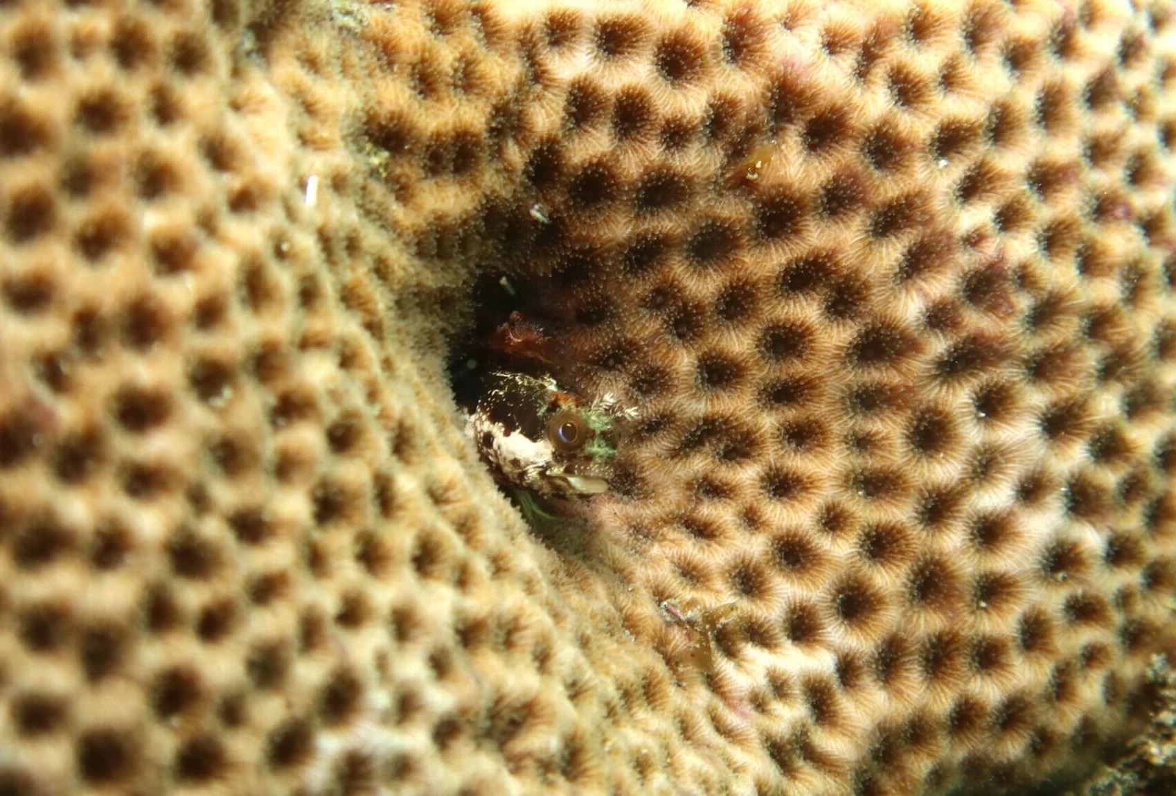 Acanthemblemaria maria