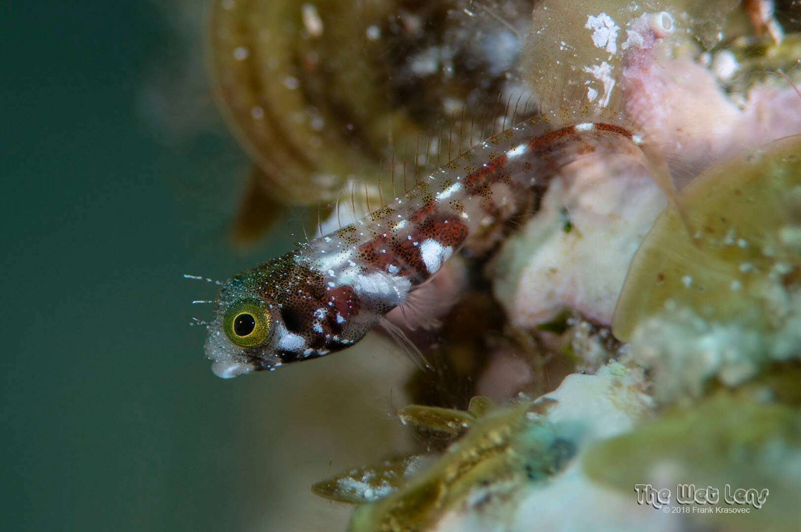 Acanthemblemaria spinosa