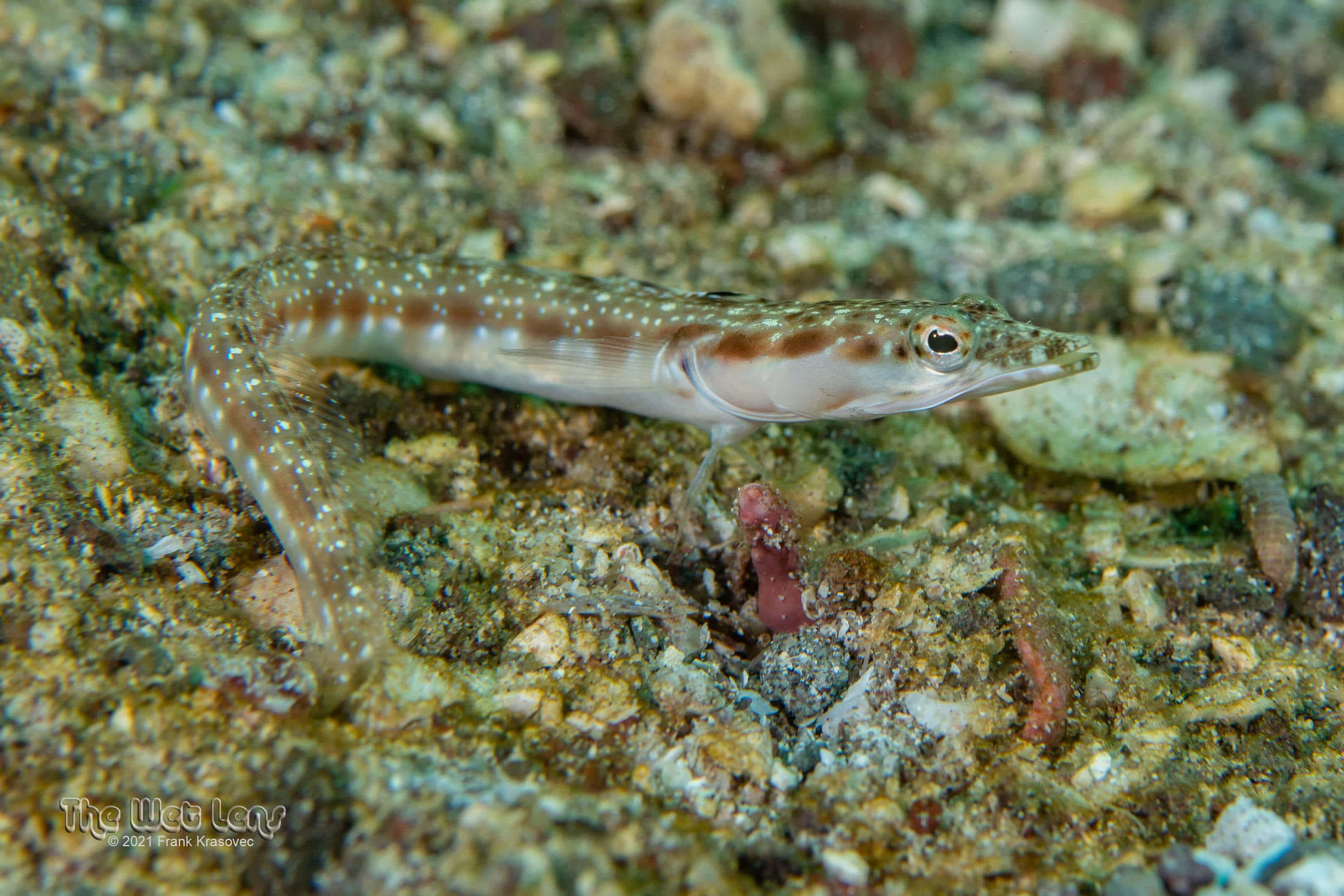 Chaenopsis alepidota