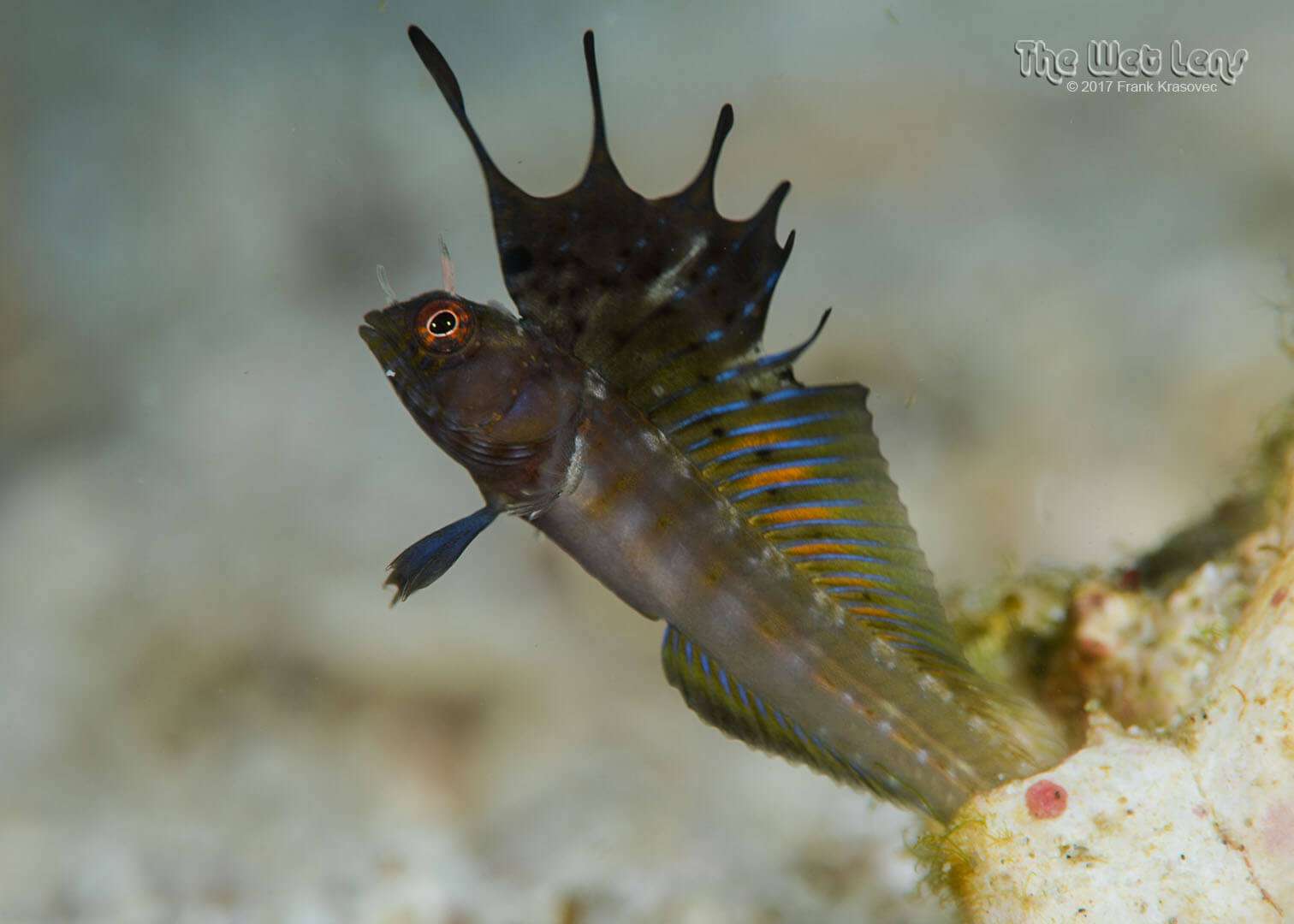 Emblemaria hypacanthus