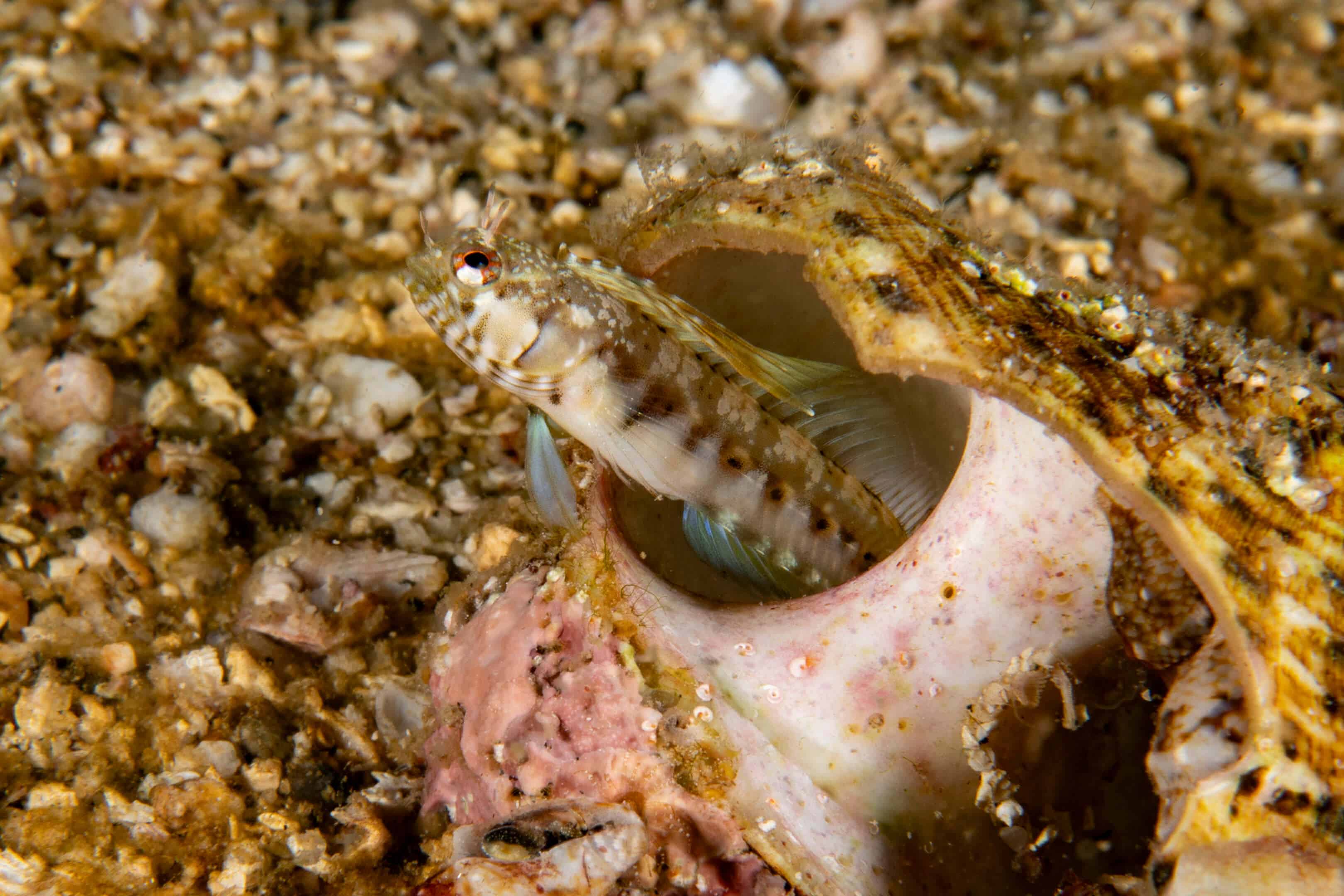 Emblemaria hypacanthus