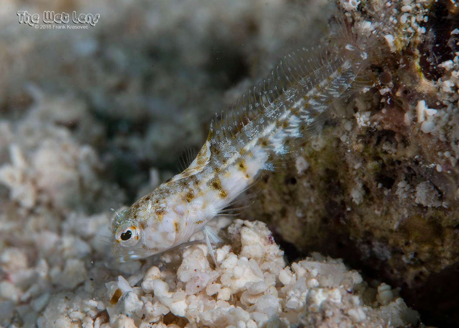 Emblemaria pandionis