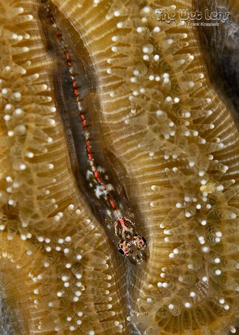 Emblemariopsis bahamensis