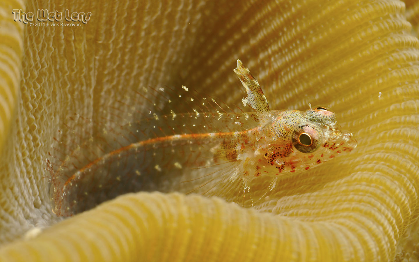 Emblemariopsis occidentalis