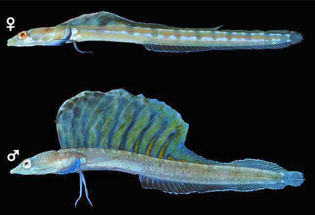 Chaenopsis deltarrhis