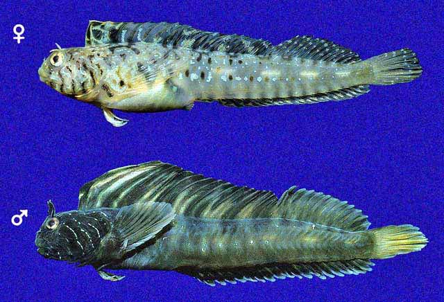 Coralliozetus micropes