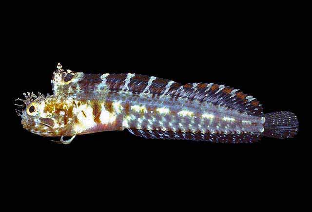 Protemblemaria perla