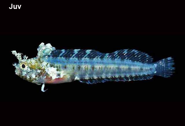 Protemblemaria perla