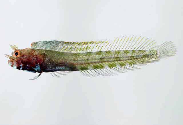 Acanthemblemaria harpeza