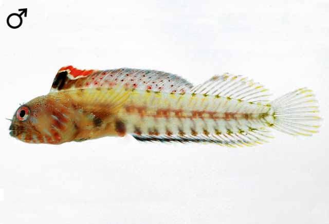 Emblemariopsis falcon