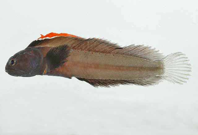 Emblemariopsis randalli