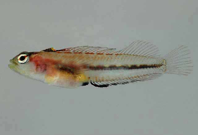 Emblemariopsis randalli