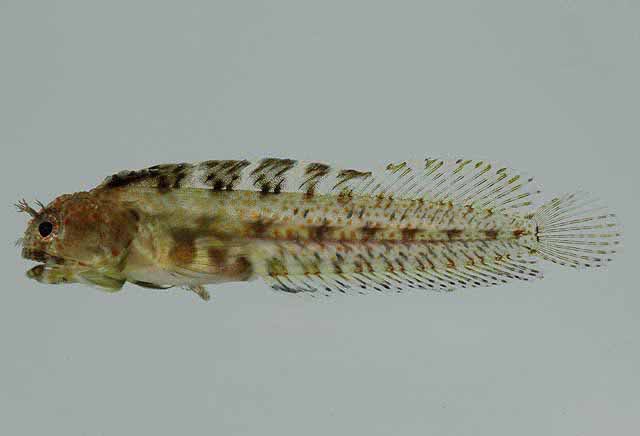 Protemblemaria punctata