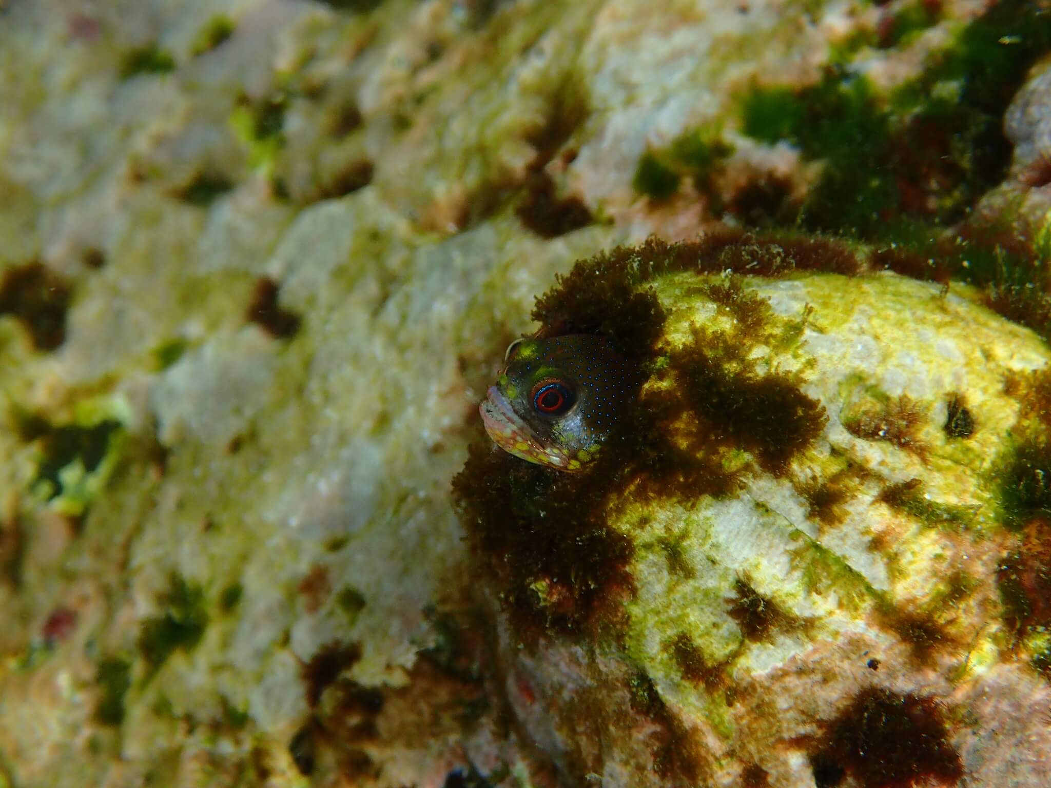 Acanthemblemaria castroi