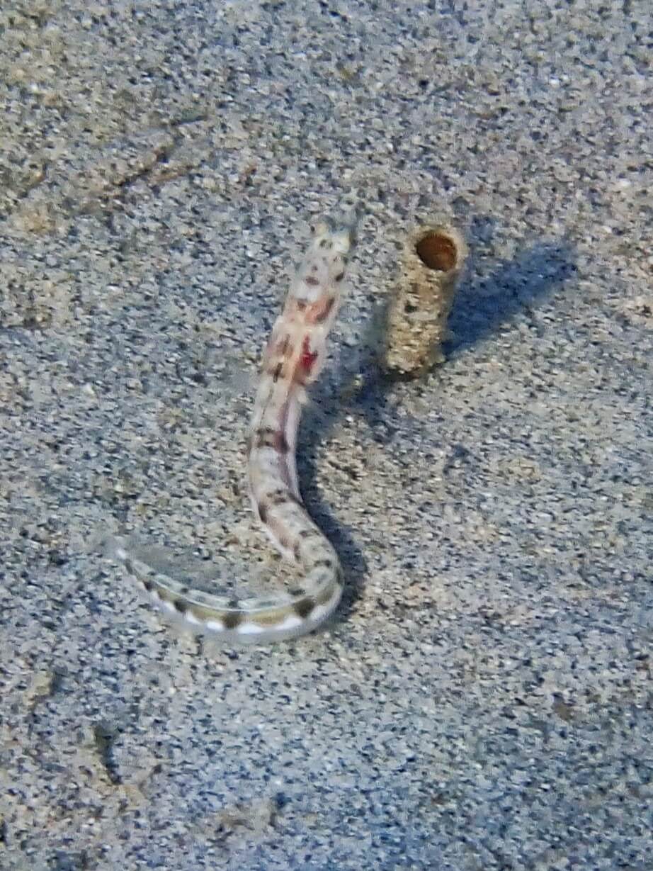 Chaenopsis deltarrhis