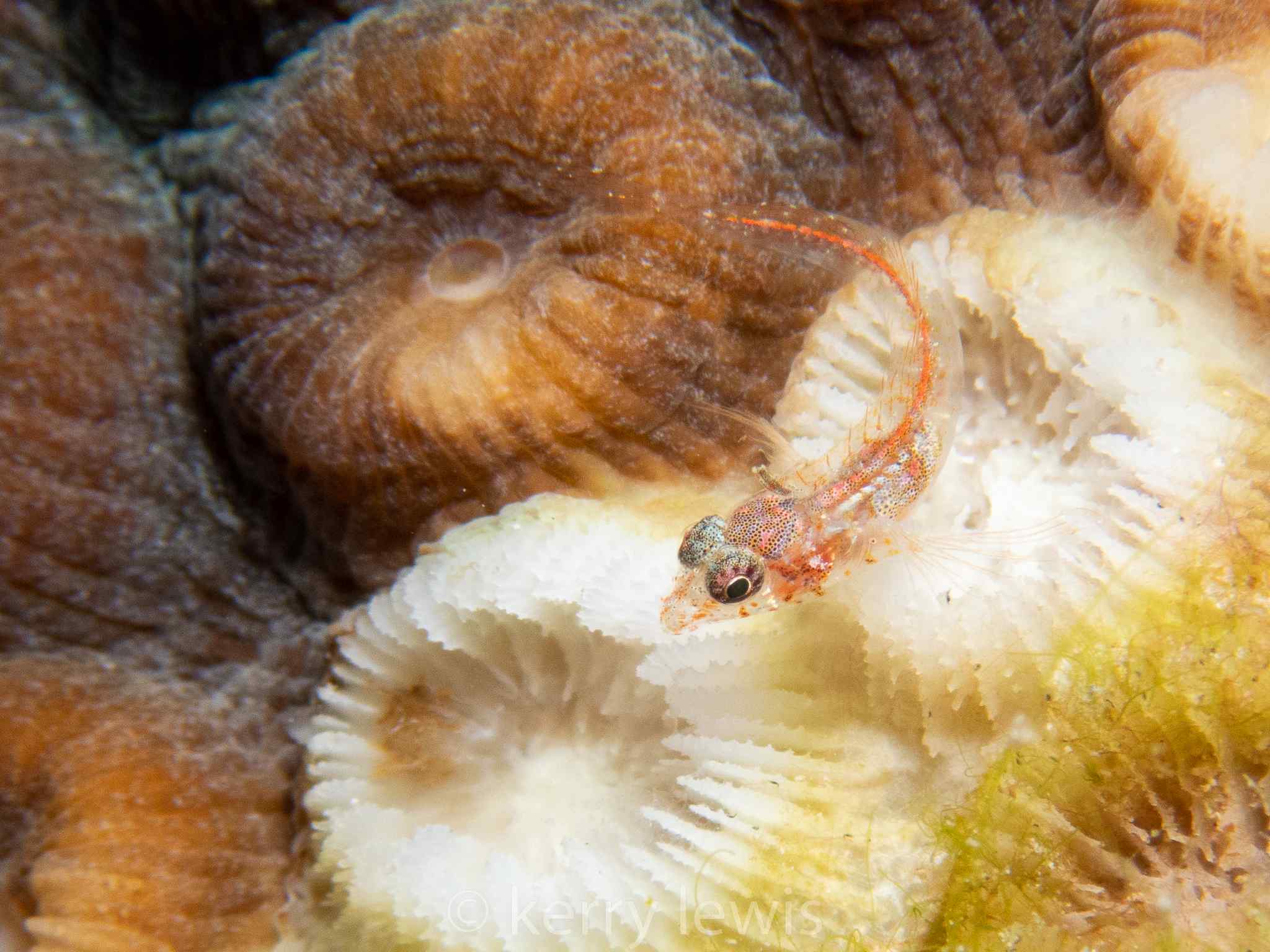 Emblemariopsis leptocirris