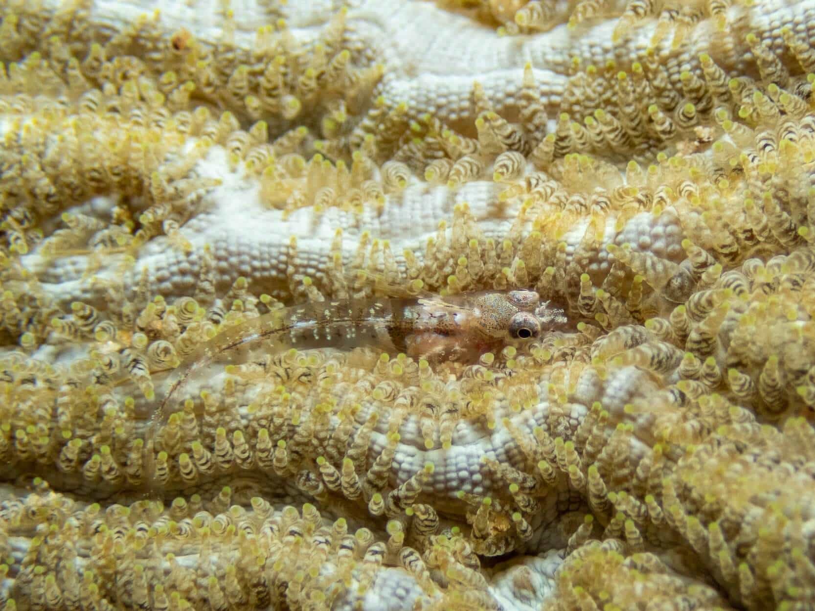 Emblemariopsis ruetzleri