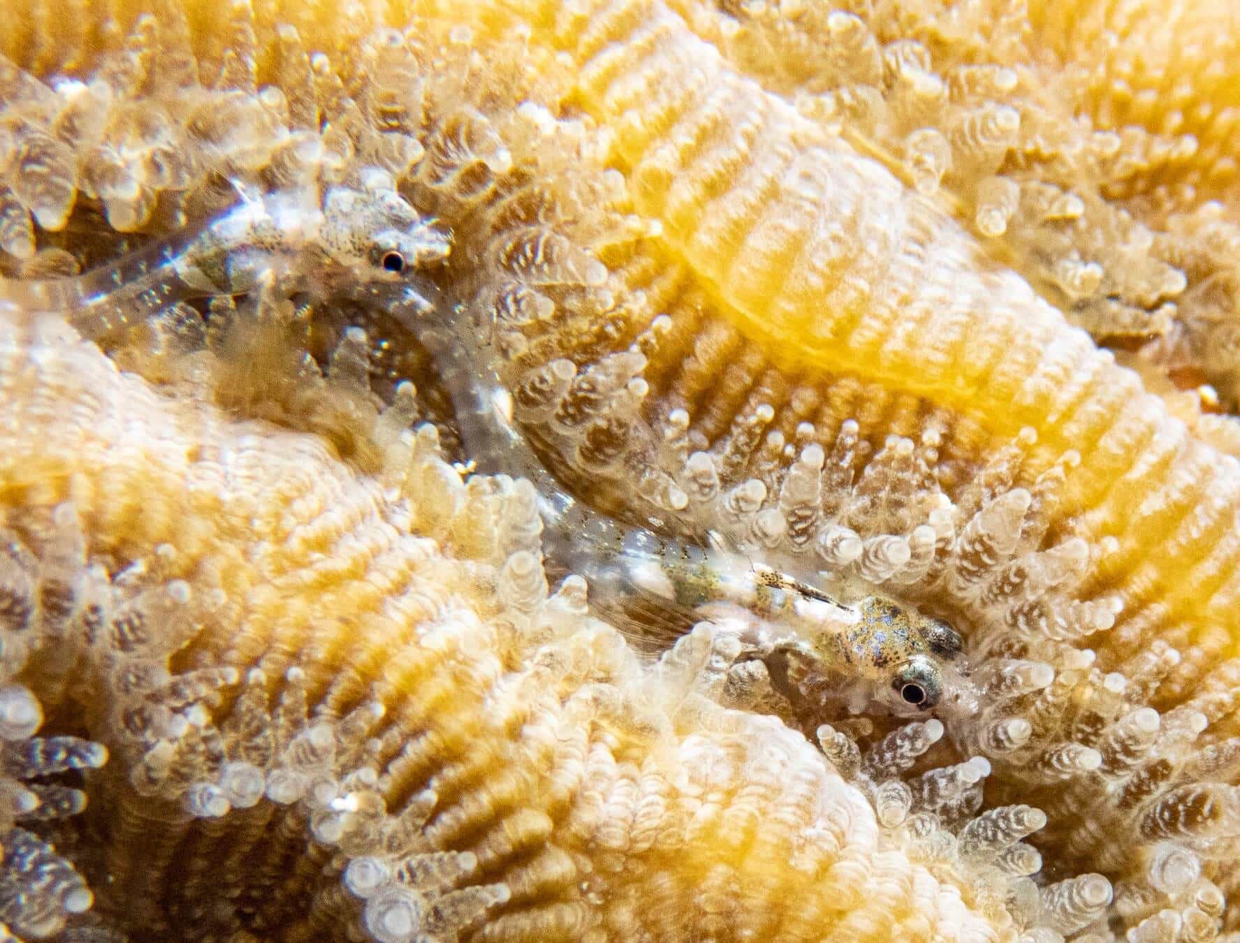 Emblemariopsis ruetzleri