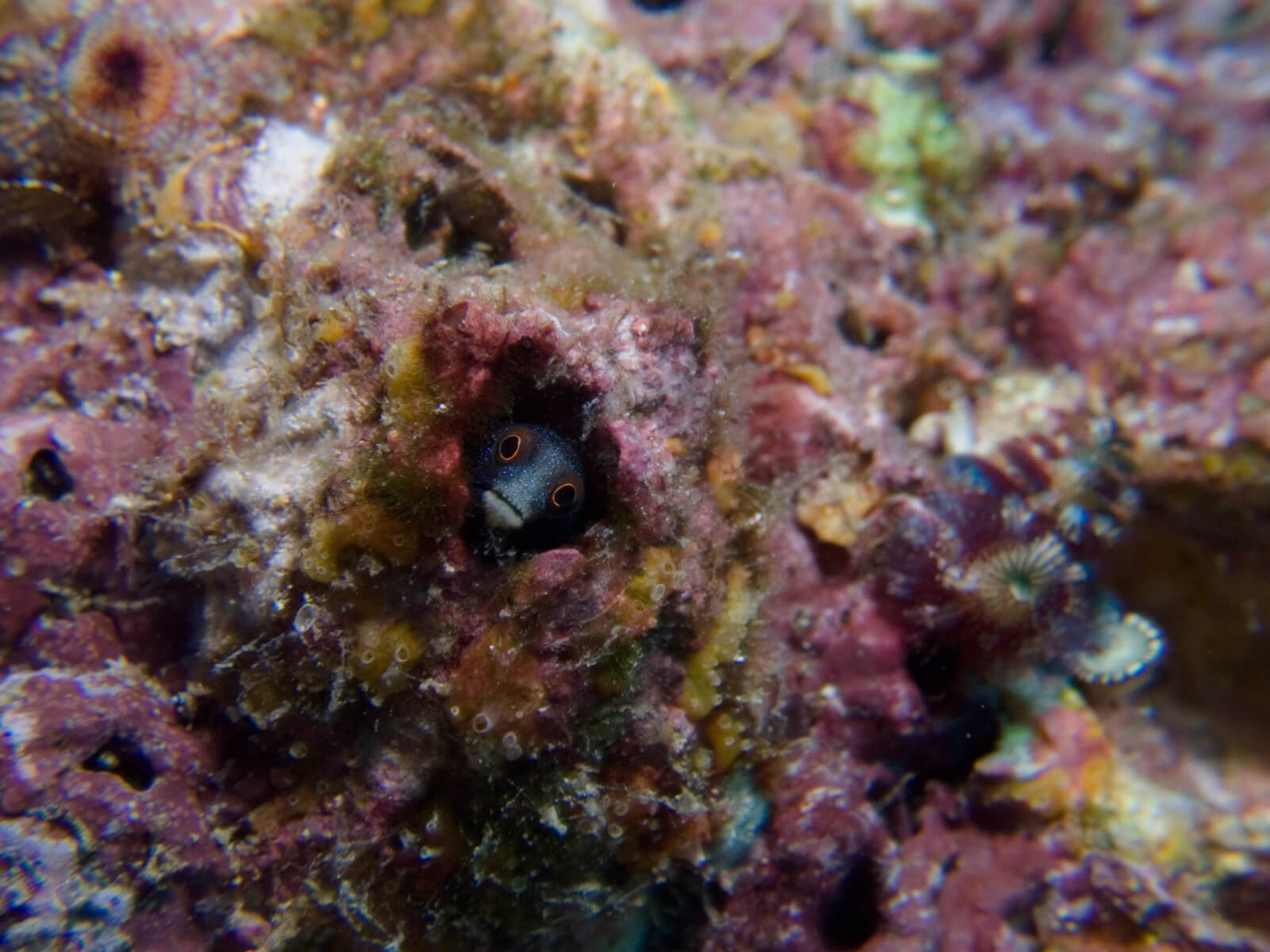 Acanthemblemaria hastingsi