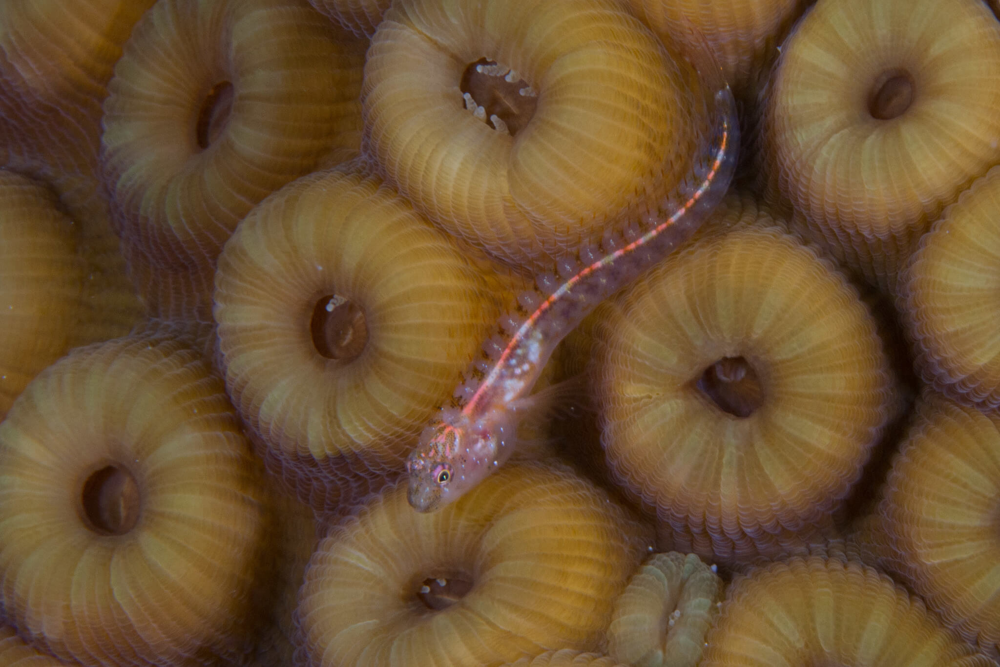 Emblemariopsis bahamensis