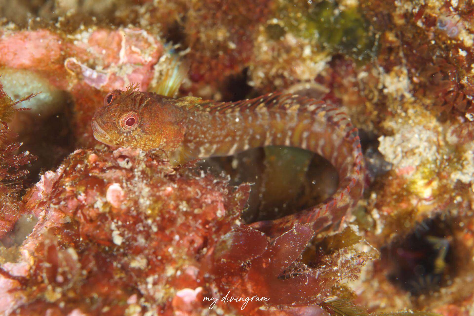 Neoclinus lacunicola