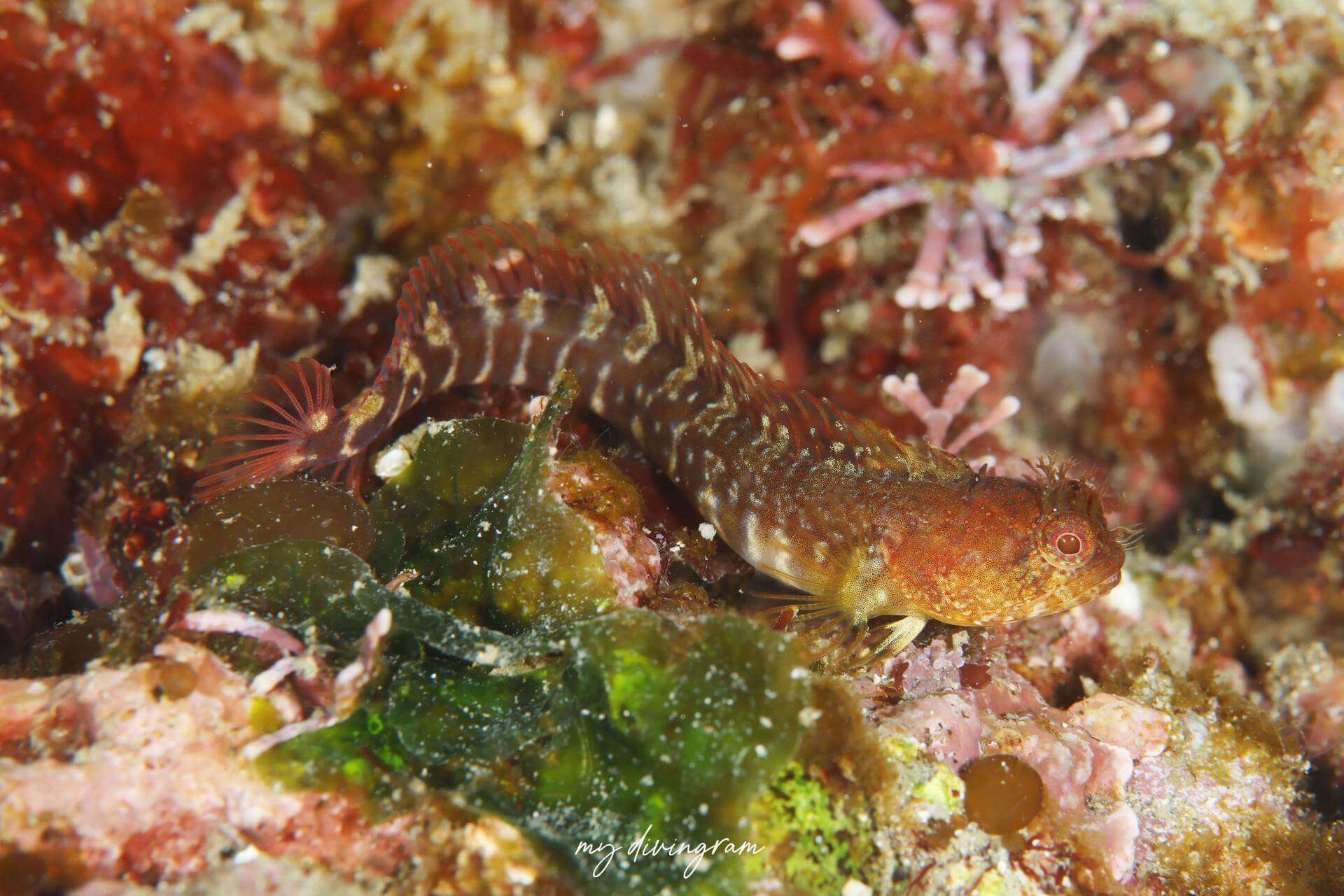 Neoclinus lacunicola